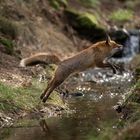 Sprung über das Wasser