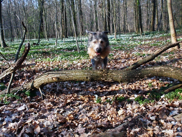 sprung zum Glück