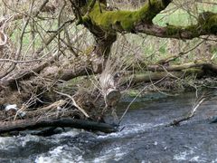 Sprungbrett der Wasseramsel.