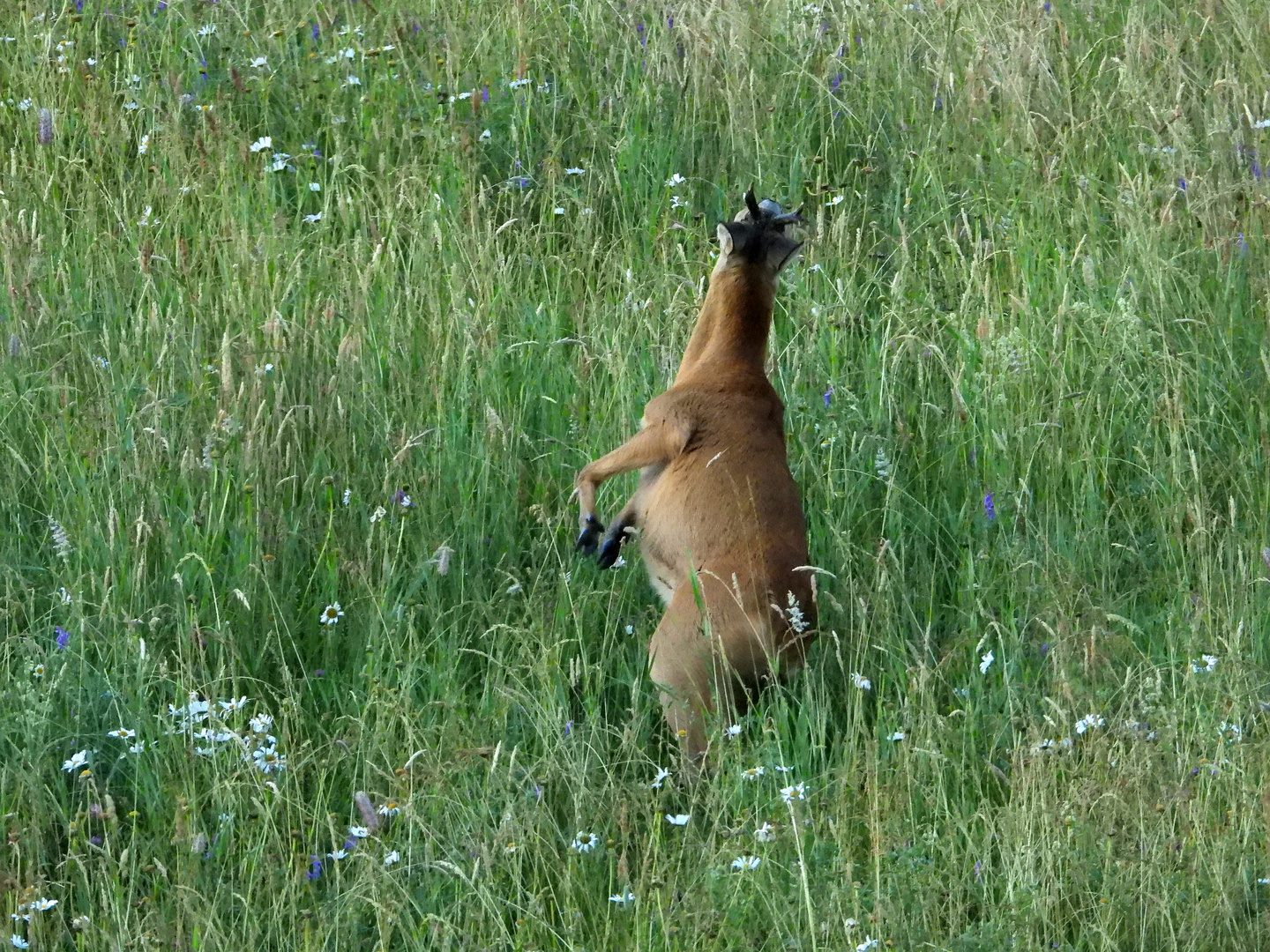 Sprunggewaltig 