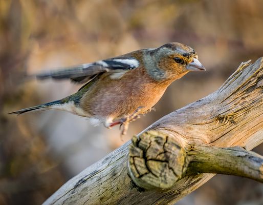 Sprunghaft ist er heute, ob das am Wetter liegt?