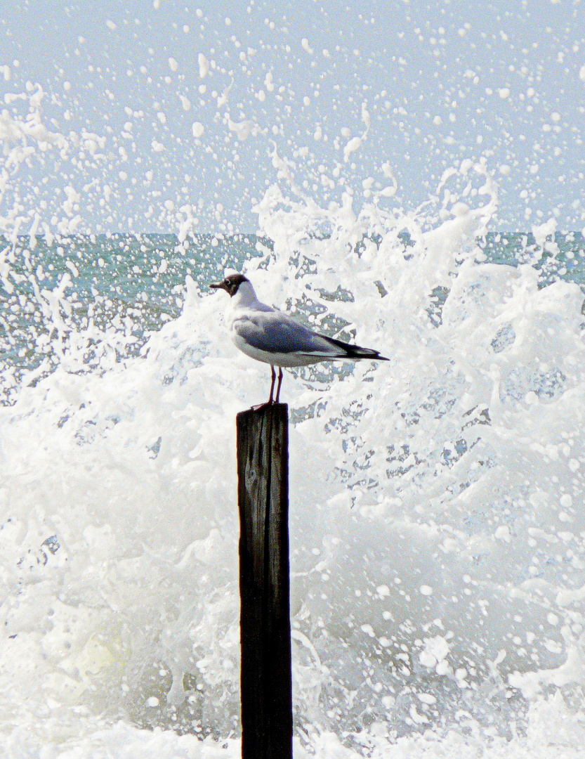 Spruzzi d'acqua