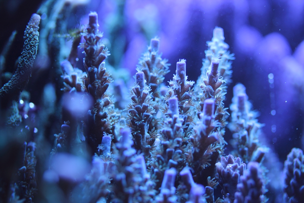 SPS Acropora/Blau