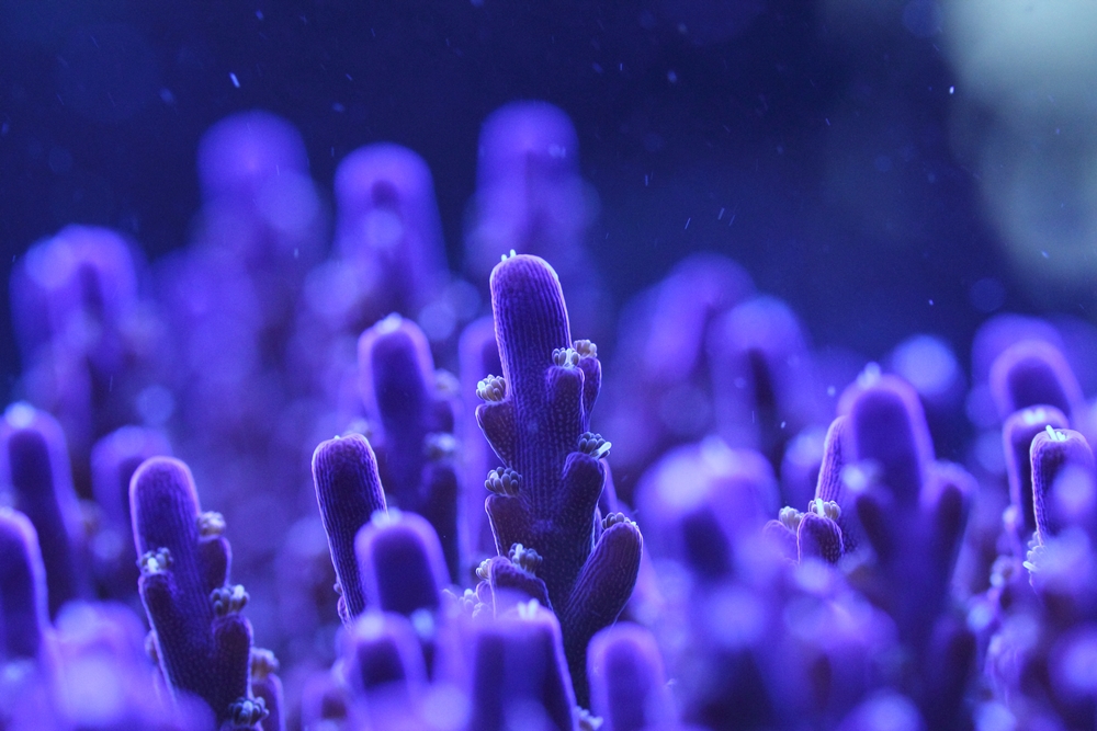 Sps Acropora/Lila