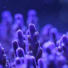 Sps Acropora/Lila