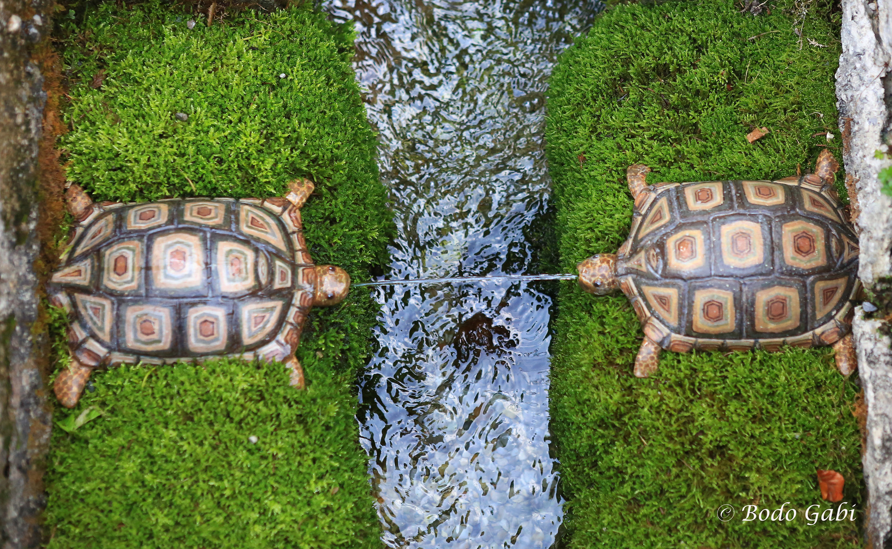 Spuckende Schildkröten