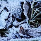 spürbare Kälte auf der Erde und in der Natur