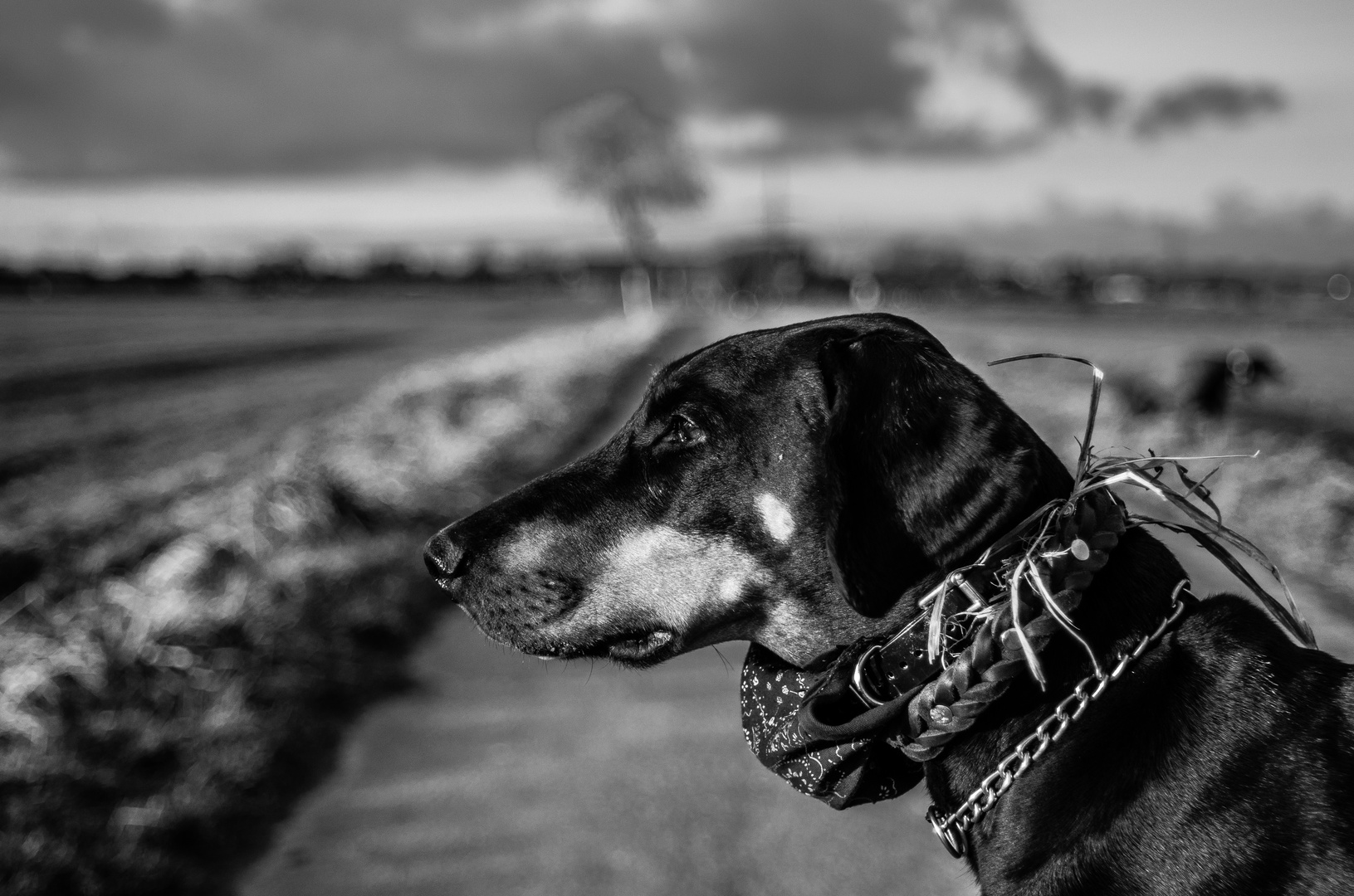 Spürhund mit Grasfund