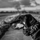 Spürhund mit Grasfund