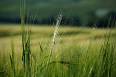 Spürst du unter deinen Füßen das Gras?