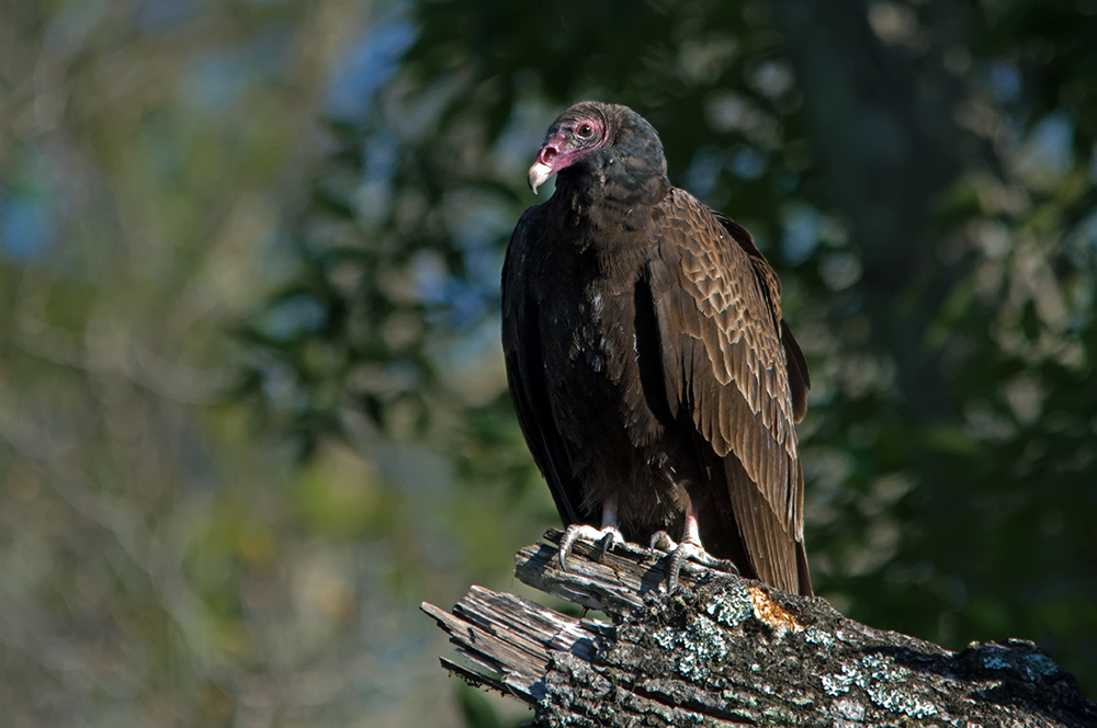 Spürvogel