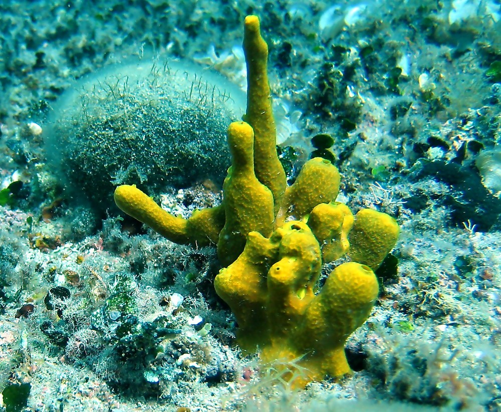 SPUGNE A CANNA VERONGIA Foto Immagini animali, pesci e molluschi
