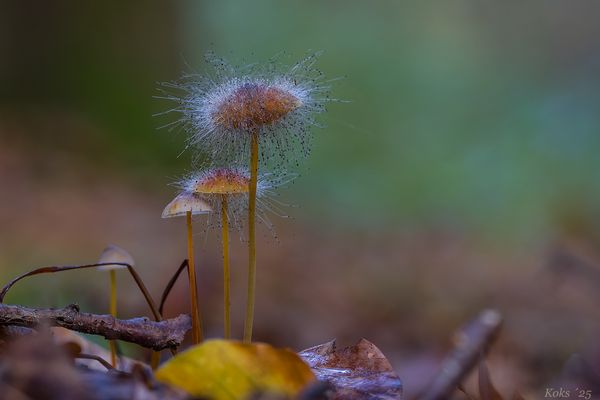 Spuk in Helmlingshausen