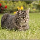 Spunk auf Pirsch im Garten