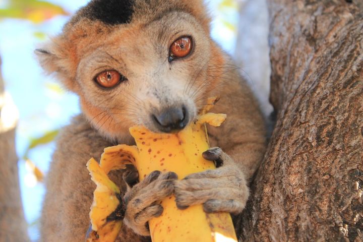 SPUNTINO--MADAGASCAR 2011