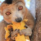 SPUNTINO--MADAGASCAR 2011