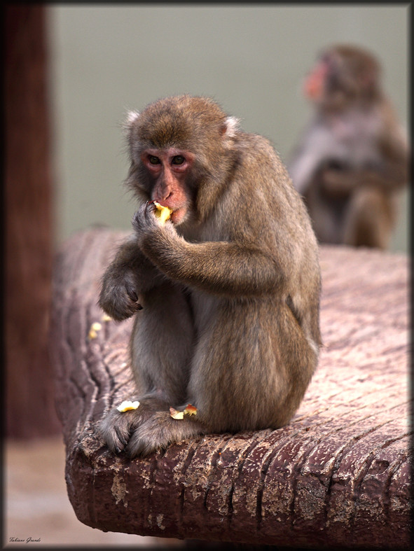 SPUNTINO POMERIDIANO