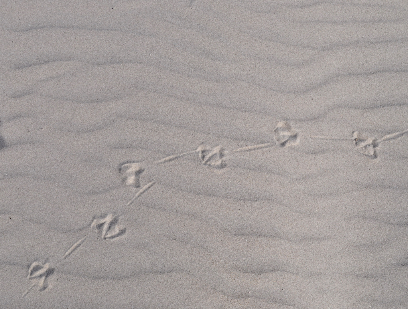 Spur einer Möwe im Sand