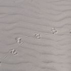 Spur einer Möwe im Sand