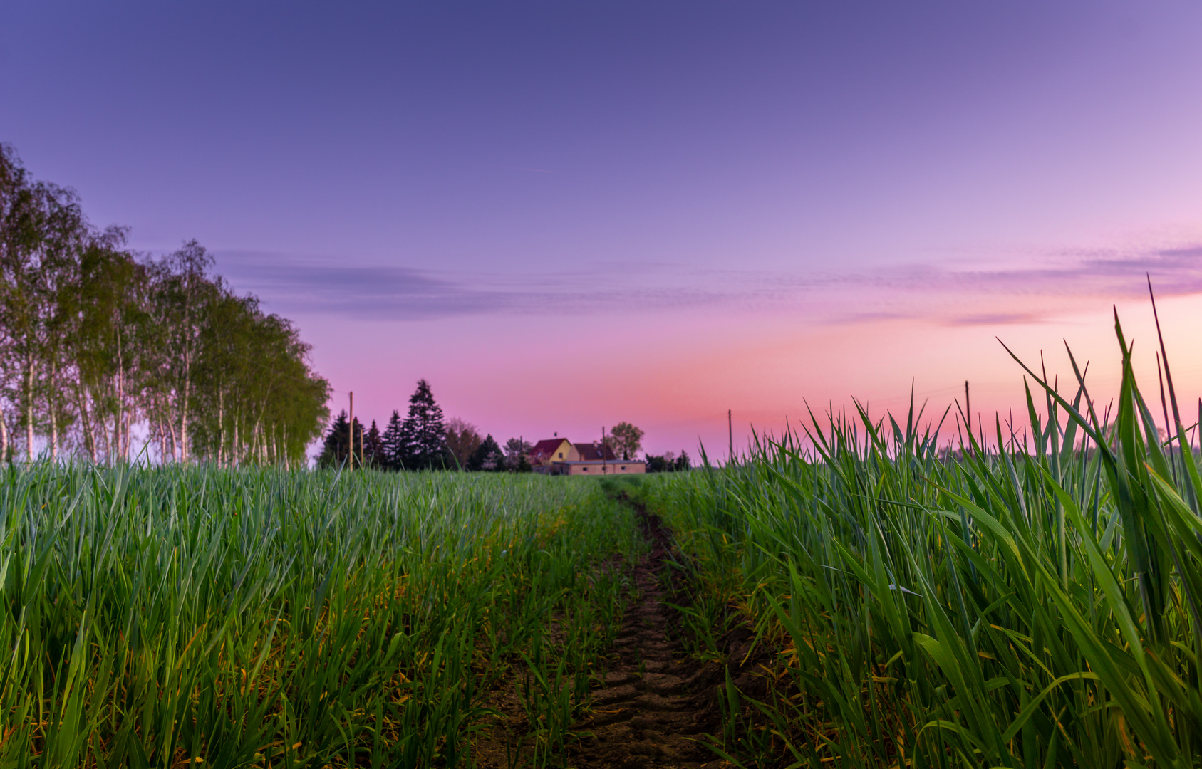 Spur im Feld