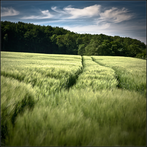 Spur im Feld