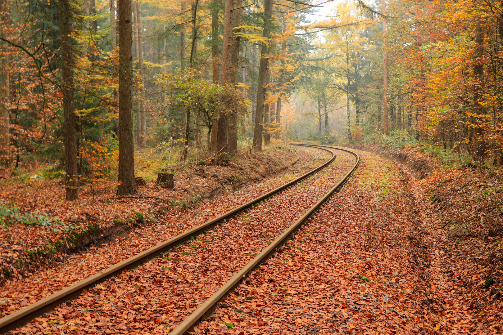 Spur im Herbst