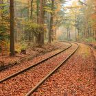 Spur im Herbst