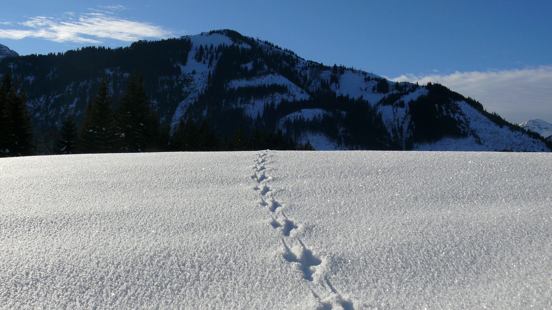 Spur im Schnee 2