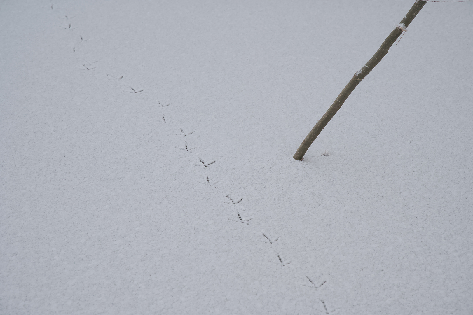 Spur im Schnee