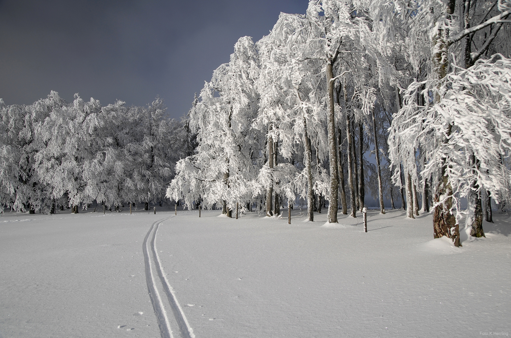 Spur im Schnee