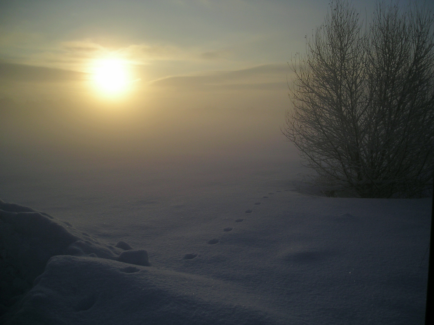 Spur im Schnee