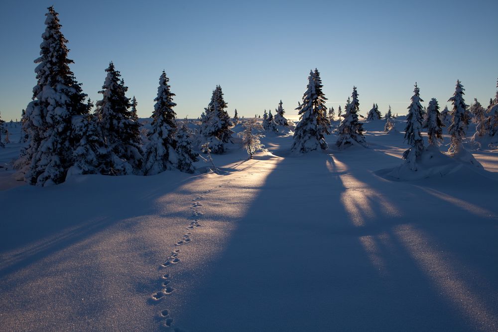 Spur im Schnee zur Sonne