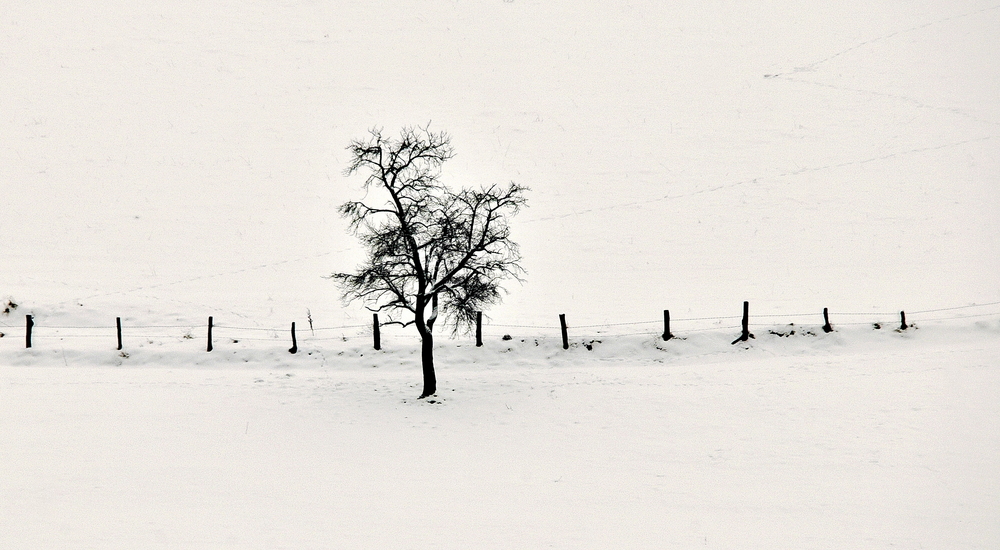 spur im schneetreiben