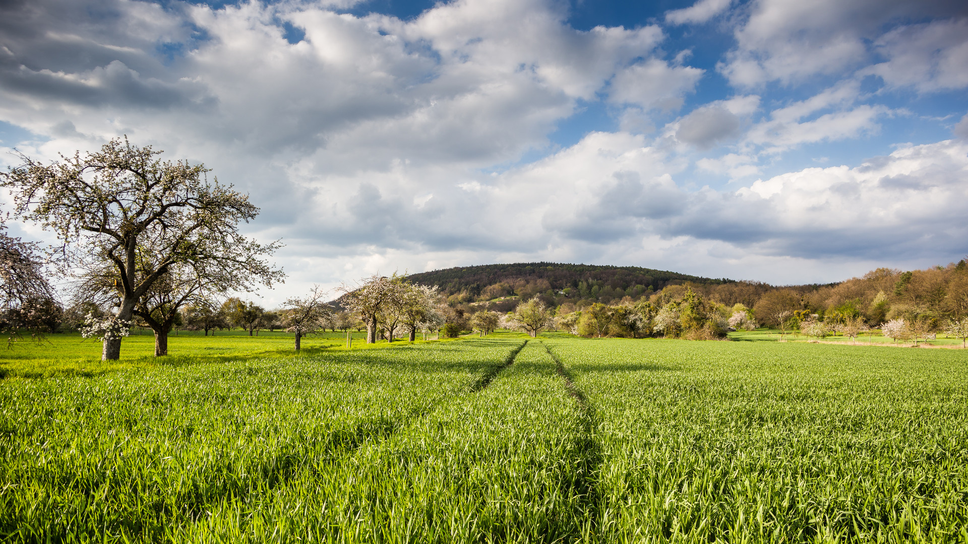 Spur mitten durchs Feld