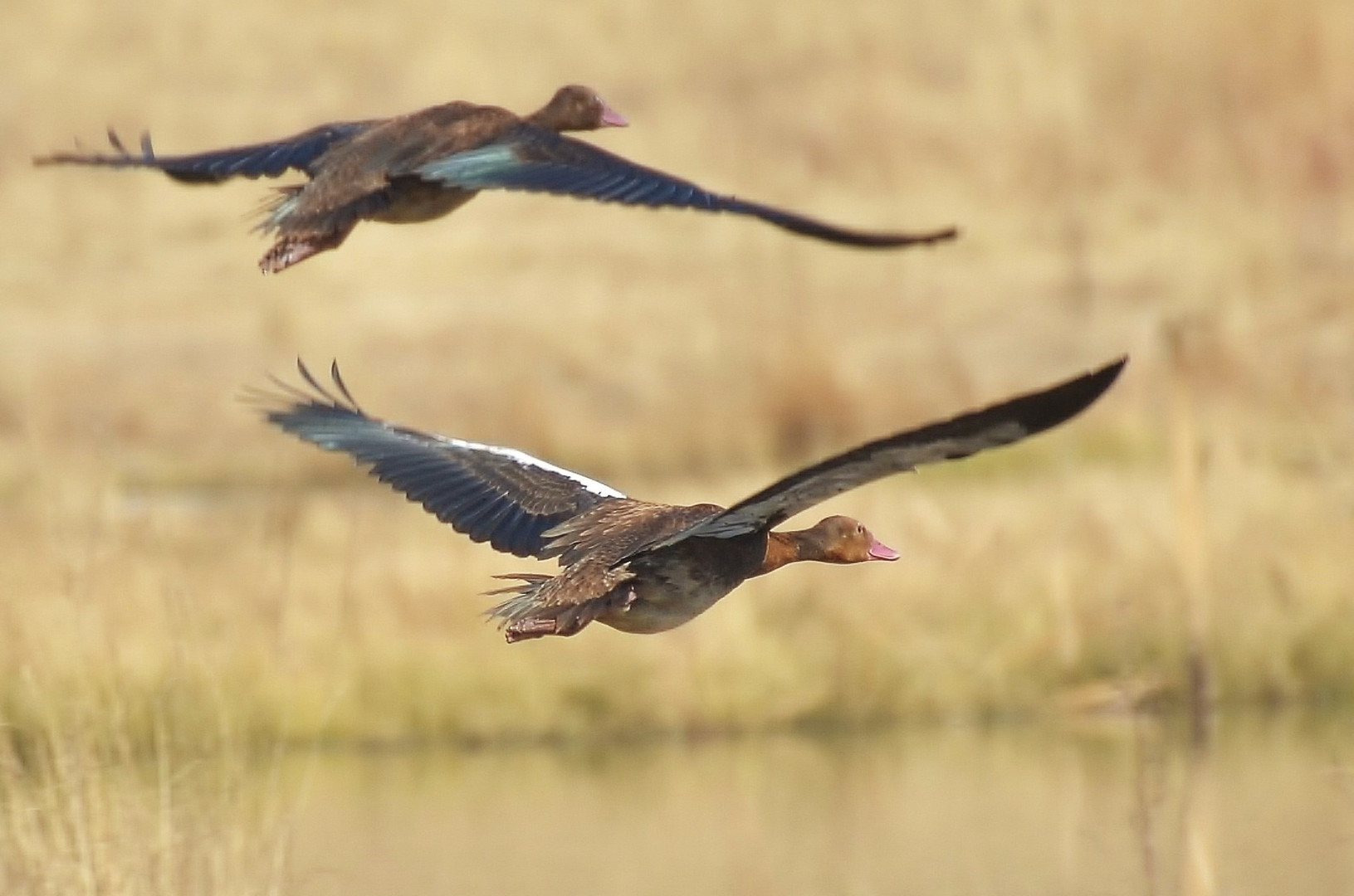 Spur-winged Goose in flight