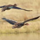 Spur-winged Goose in flight