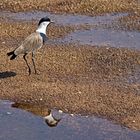 Spur-winged Lapwing