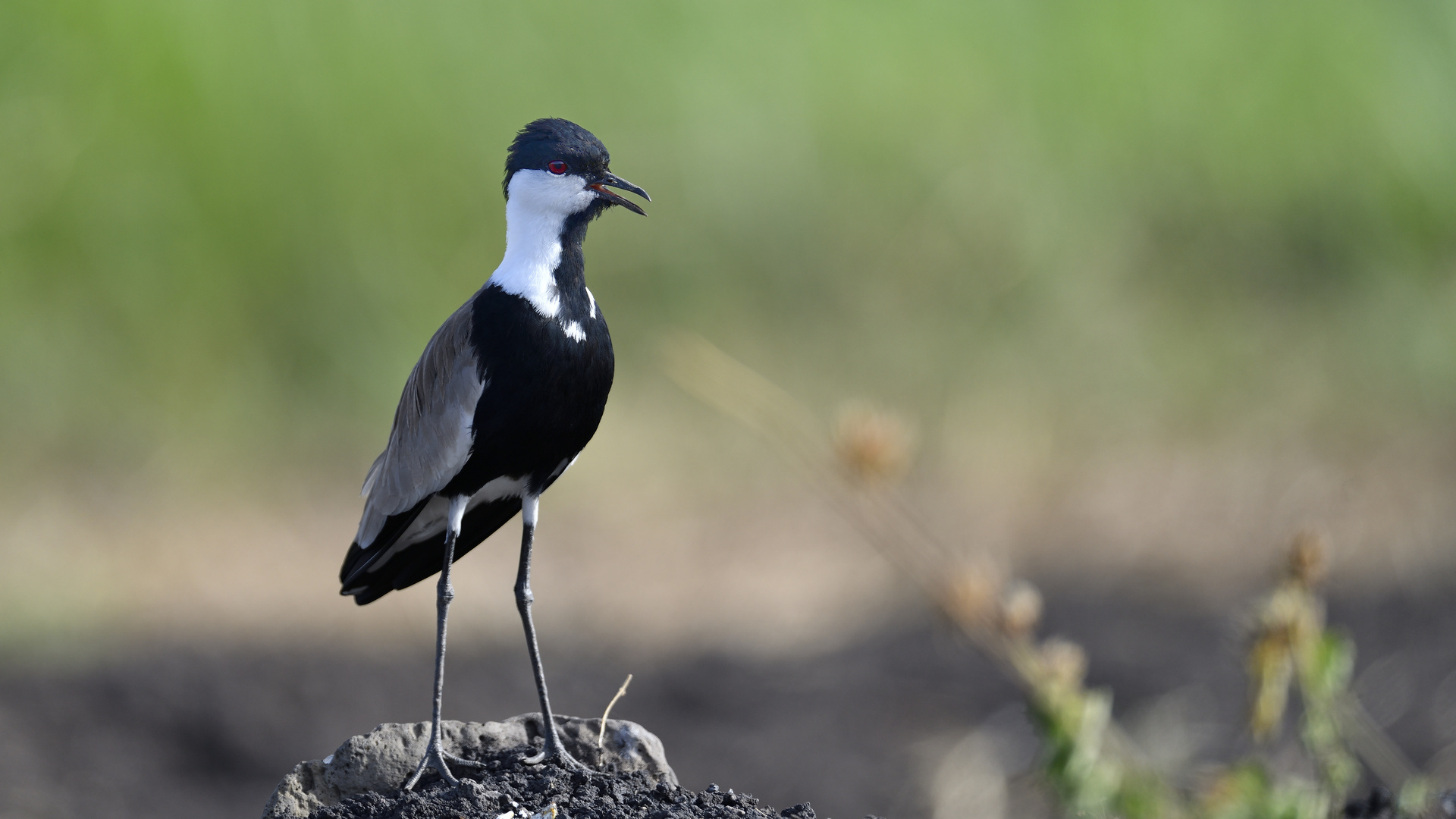 Spur-winged Lapwing