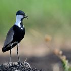 Spur-winged Lapwing