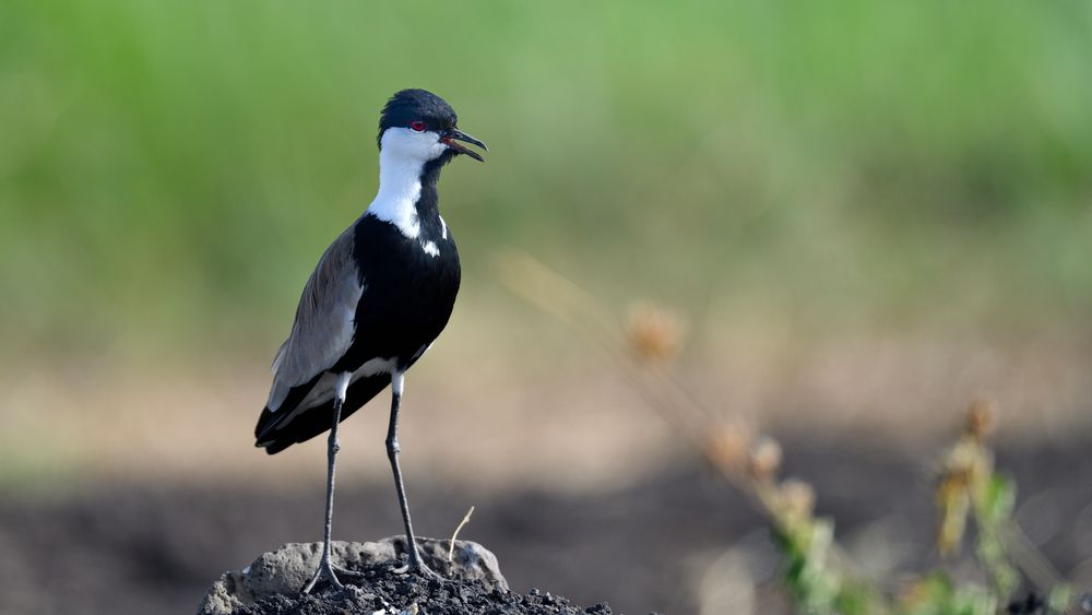 Spur-winged Lapwing