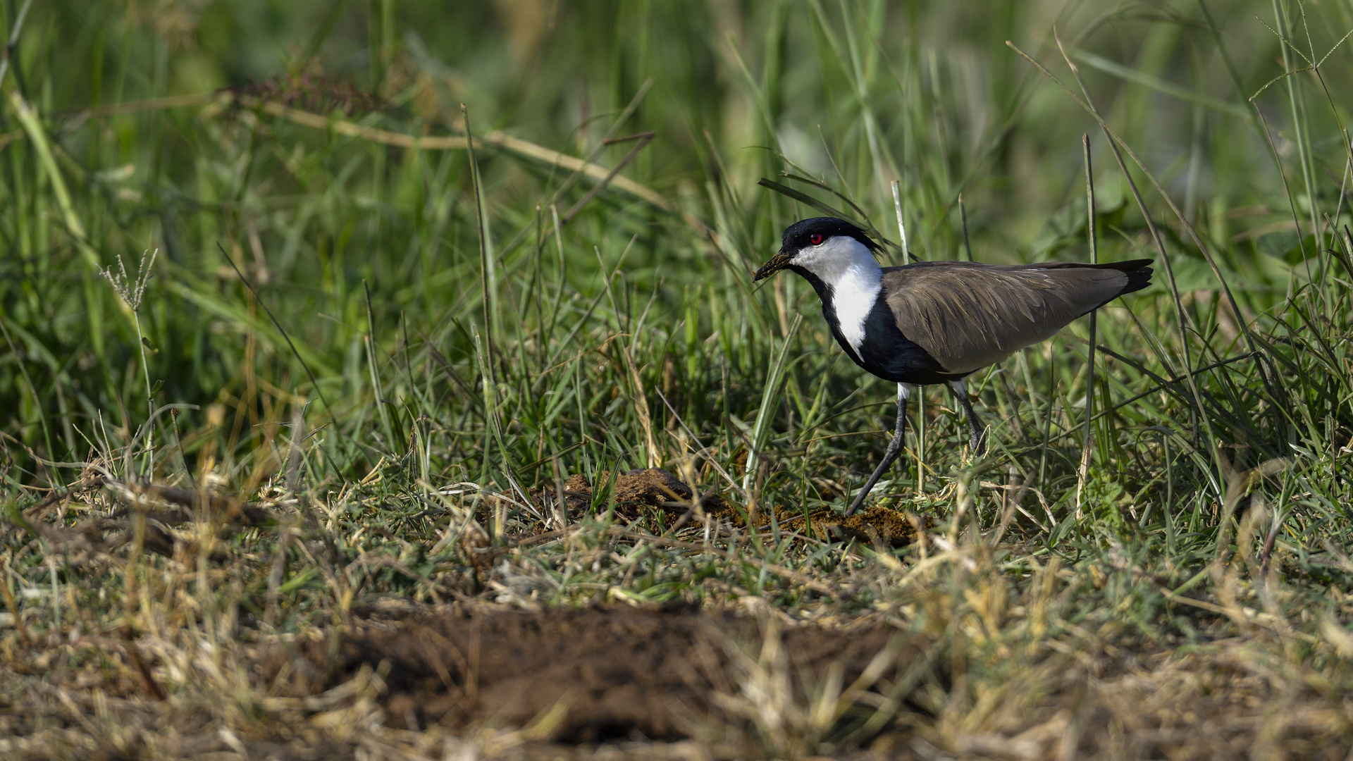 Spur-winged Lapwing