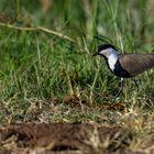 Spur-winged Lapwing