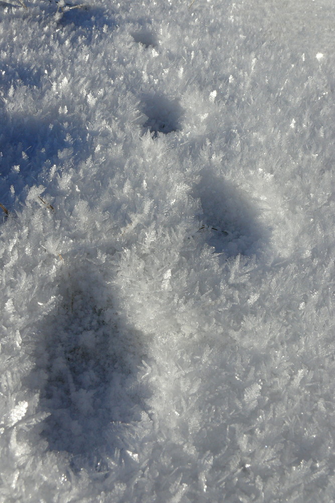 Spurem im Schnee