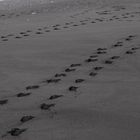 Spuren am Strand