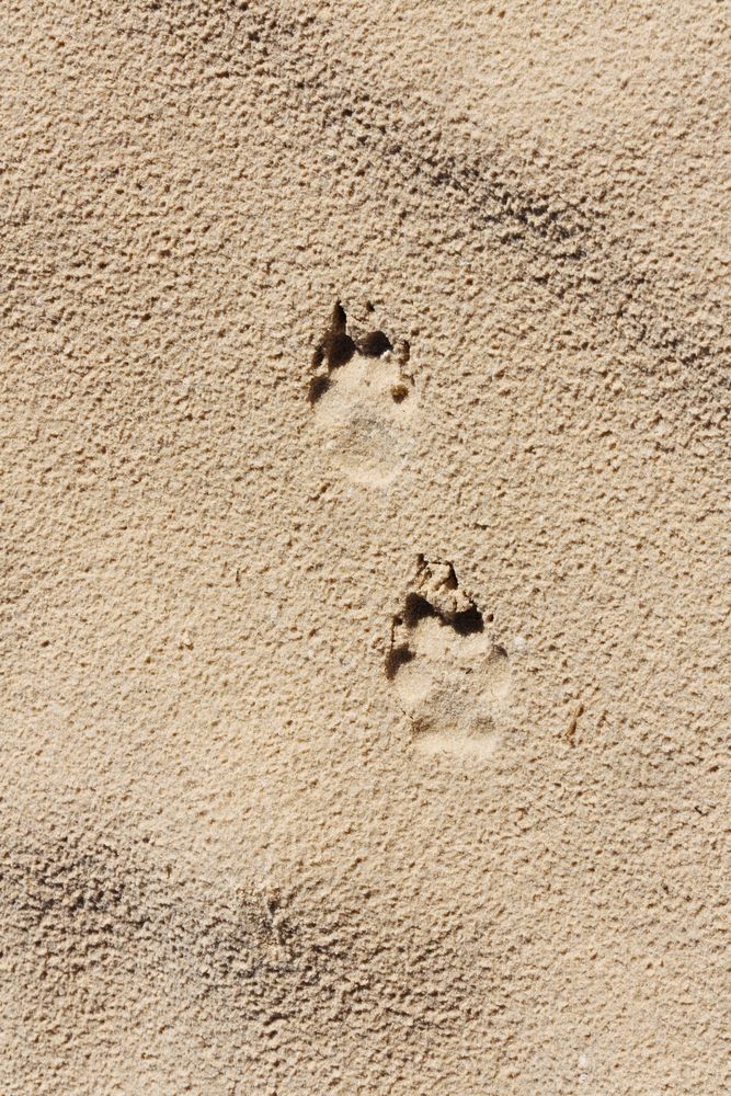 Spuren am Strand