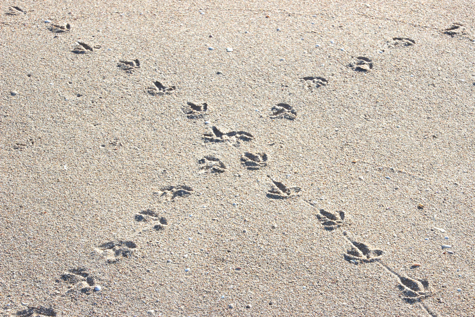 Spuren am Strand