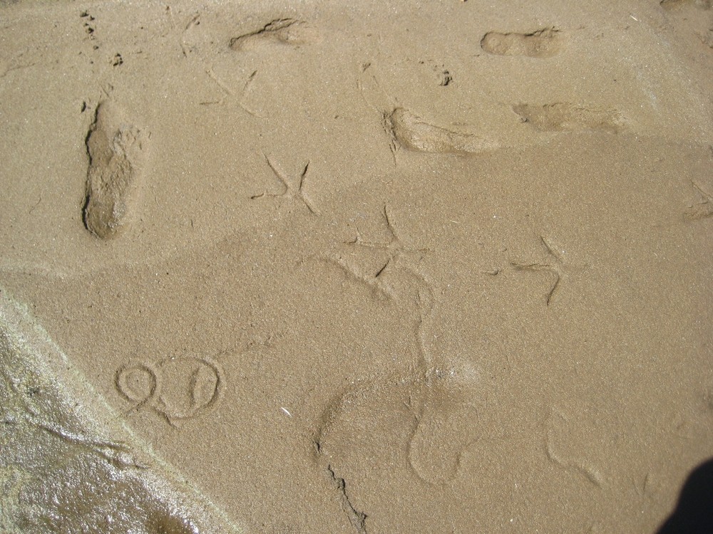 Spuren am Strand