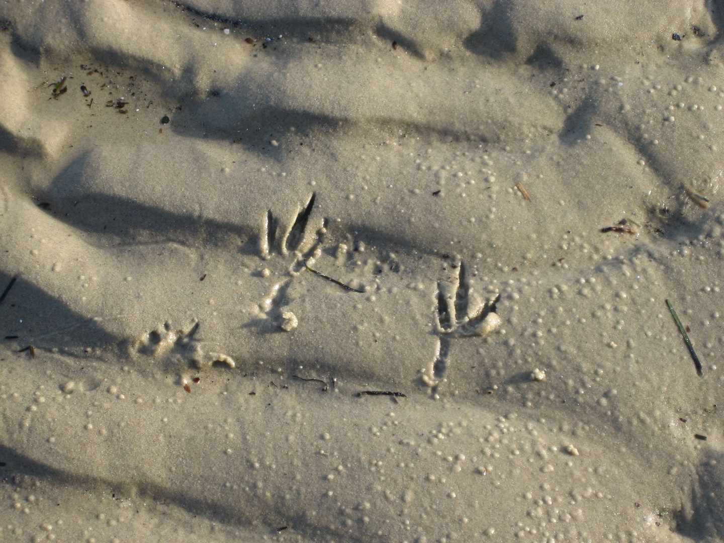 Spuren am Strand