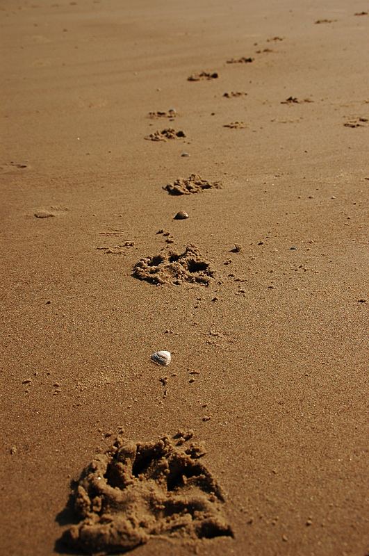 Spuren am Strand von Blankenberge