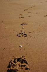 Spuren am Strand von Blankenberge